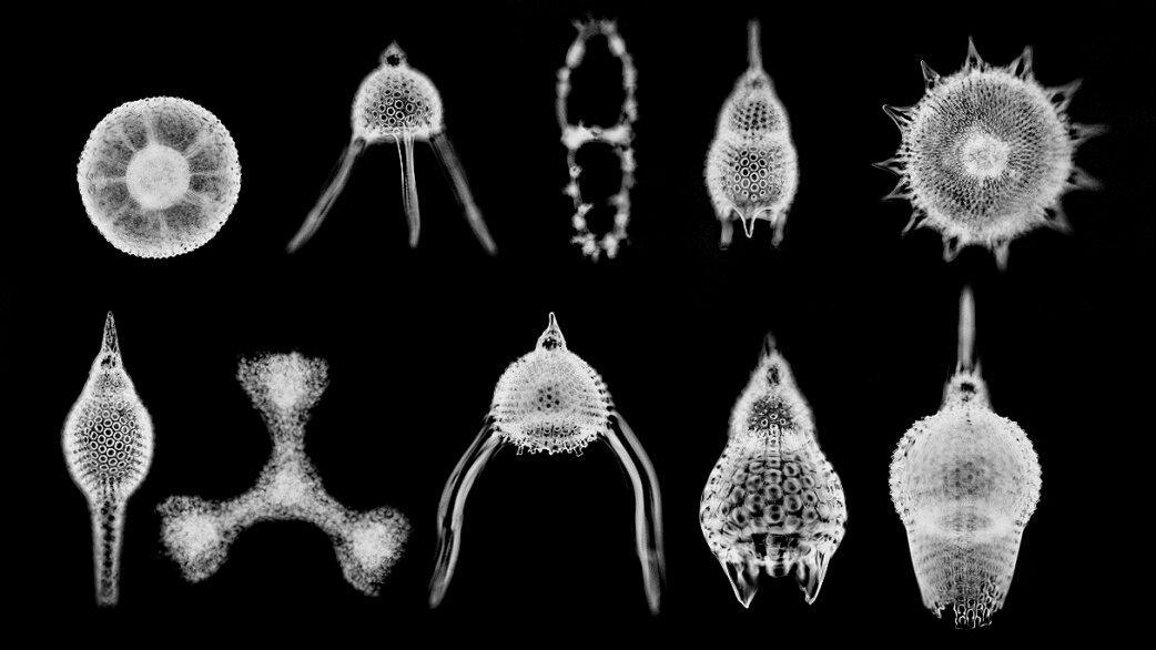 Ten radiolarian specimens arranged in two rows against black background, showing intricate skeletal structures with geometric patterns, spines, and perforated shells typical of these microscopic marine organisms.