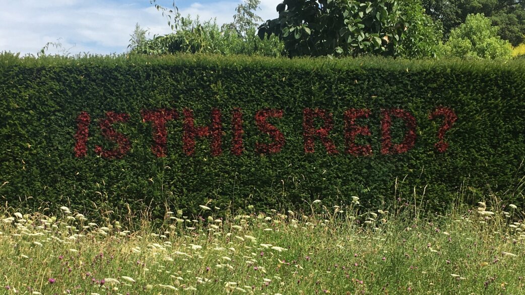 A neatly trimmed green hedge displays the words "IS THIS RED?" formed from dark reddish-purple foliage, with a wildflower meadow in the foreground.