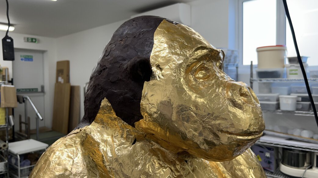 A sculpture of a gorilla bust covered in gold foil, with the back of the head showing dark chocolate beneath. Displayed in a workshop setting.